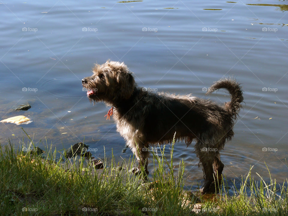 Exploring dogs in Berlin, Germany