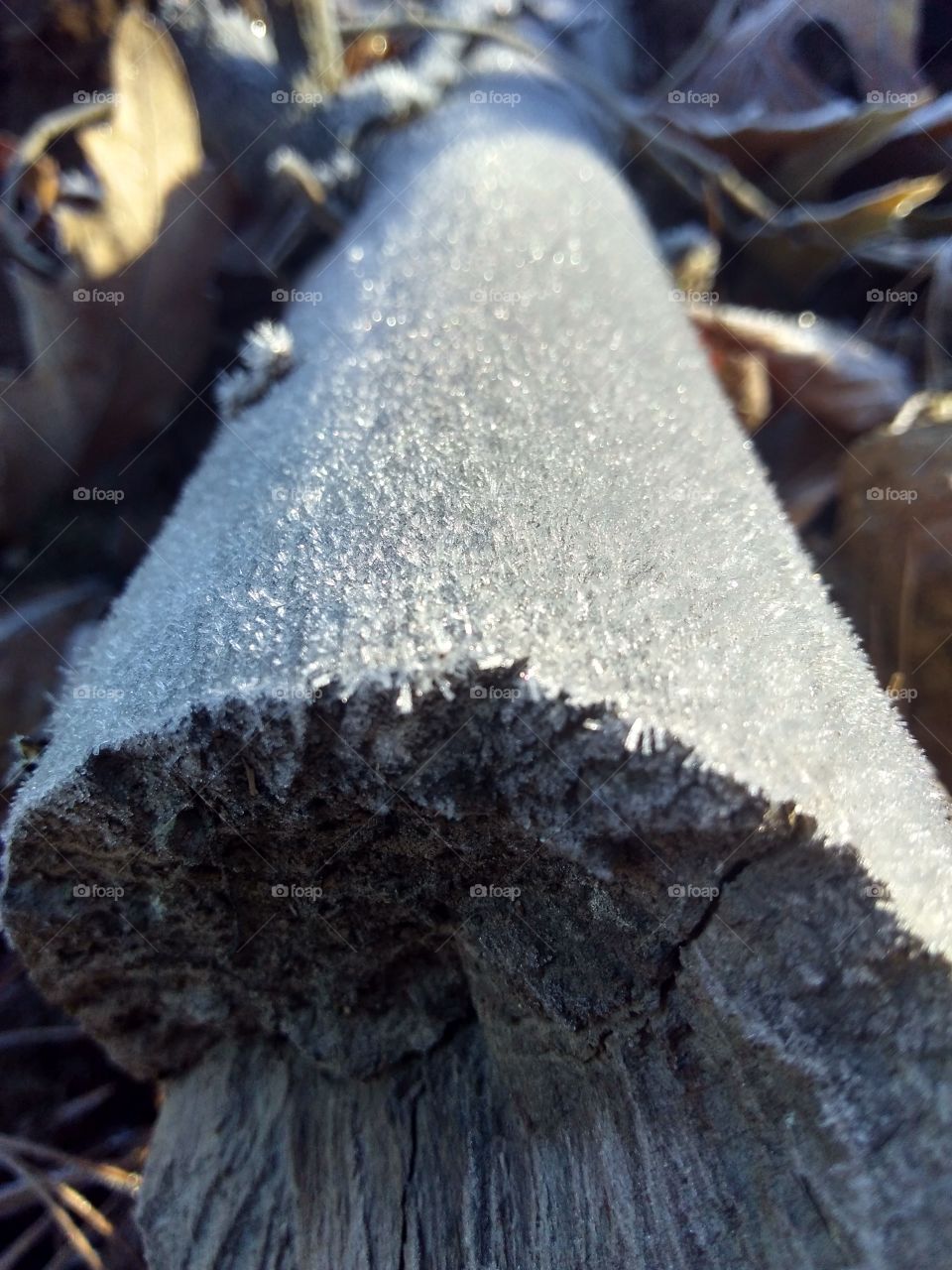 morning frost on wood