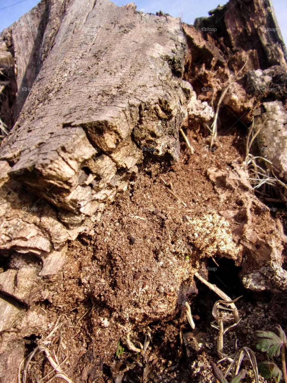 Termite fodder