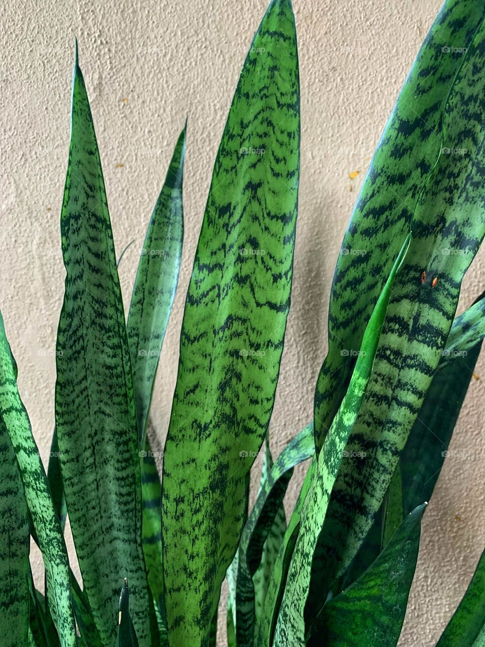 SNAKE PLANT