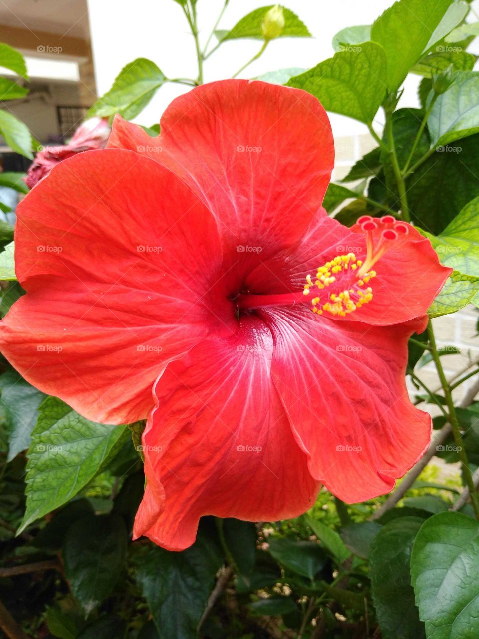 huge big red hibiscus flower in my garden