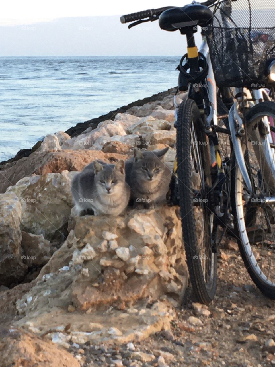 Two cats seem to love bicycles !
