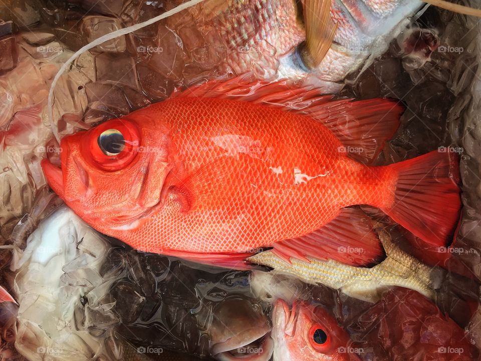 Red snapper fish