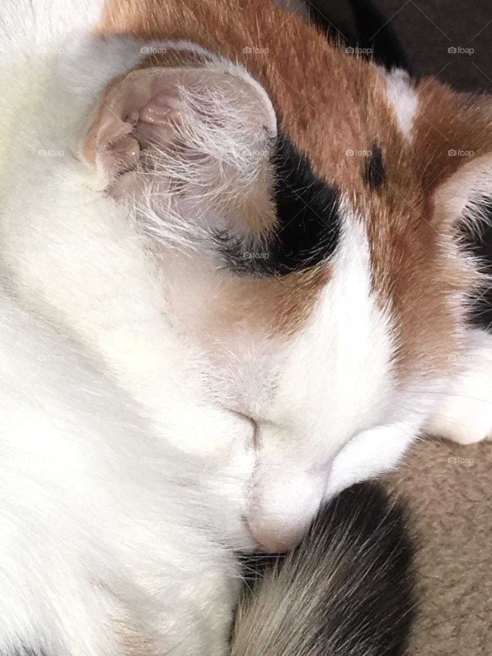 Sleeping cat