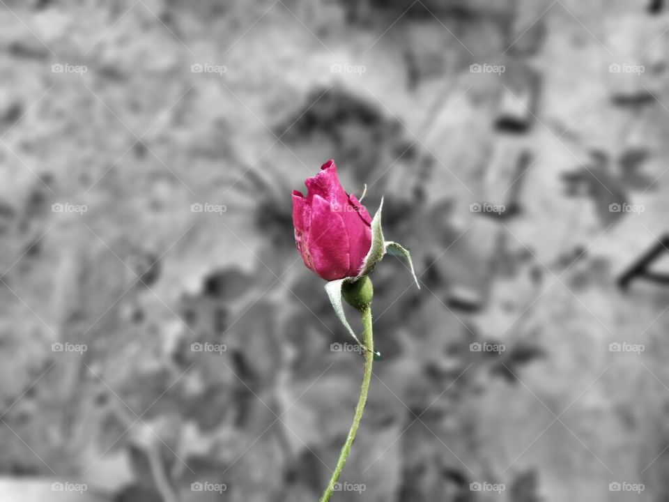 Rose, perfectly focused coloured  blurred background