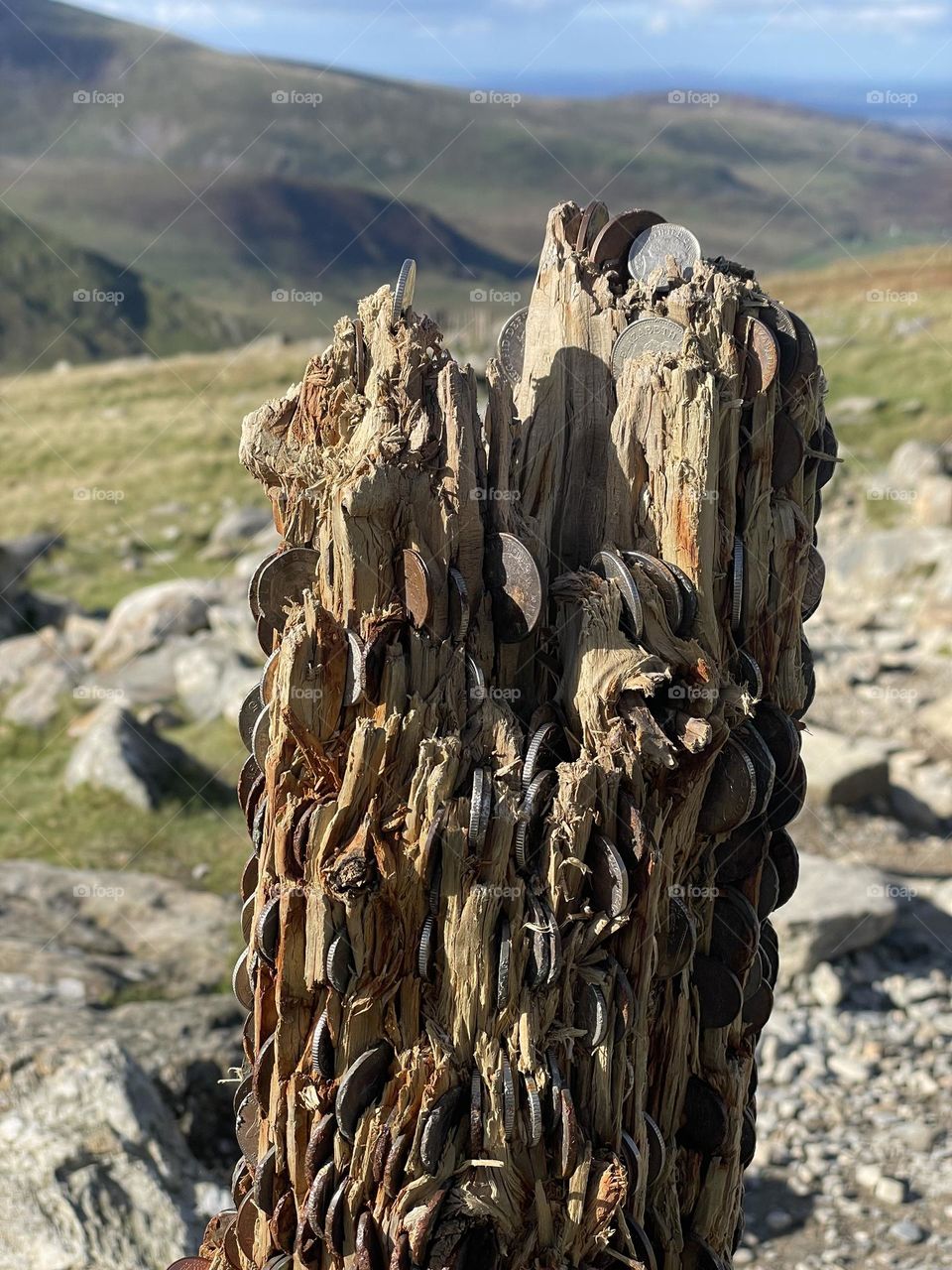 People pushing coins into an old tree stump/way marker ?!?! on Snowdon 