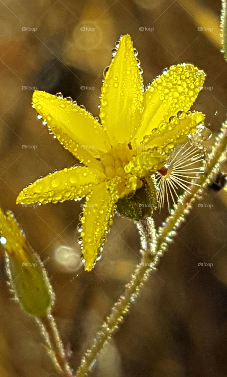 Nature, No Person, Flower, Flora, Leaf