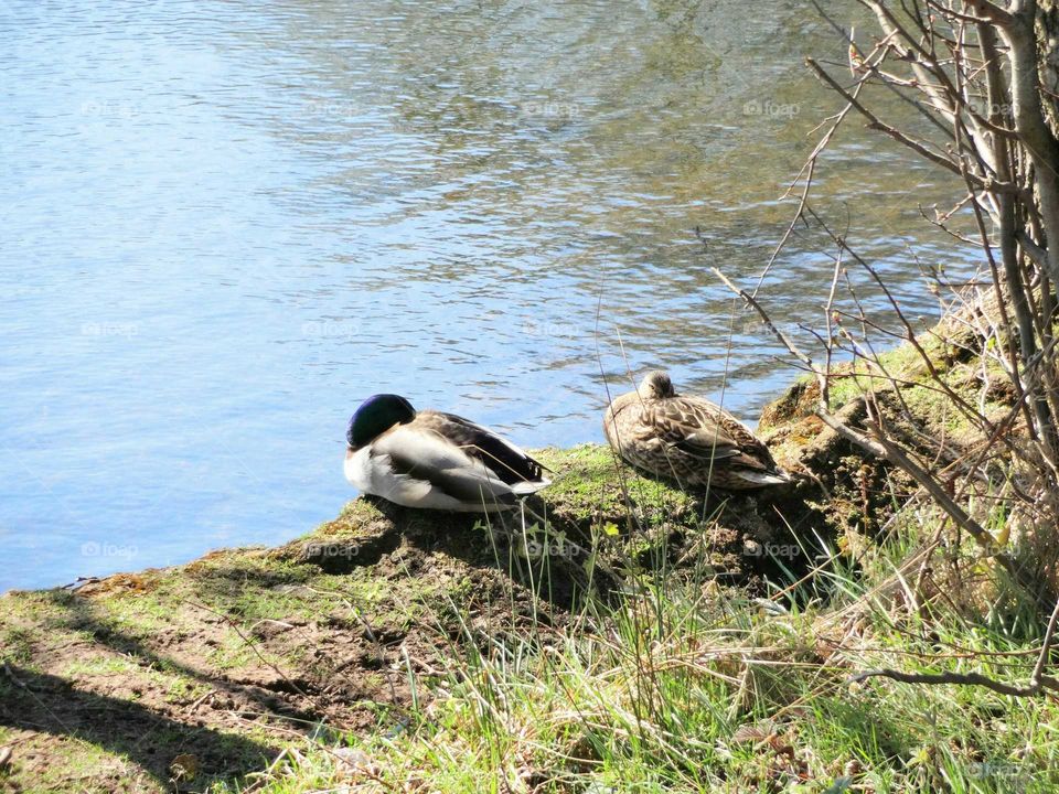 wild ducks