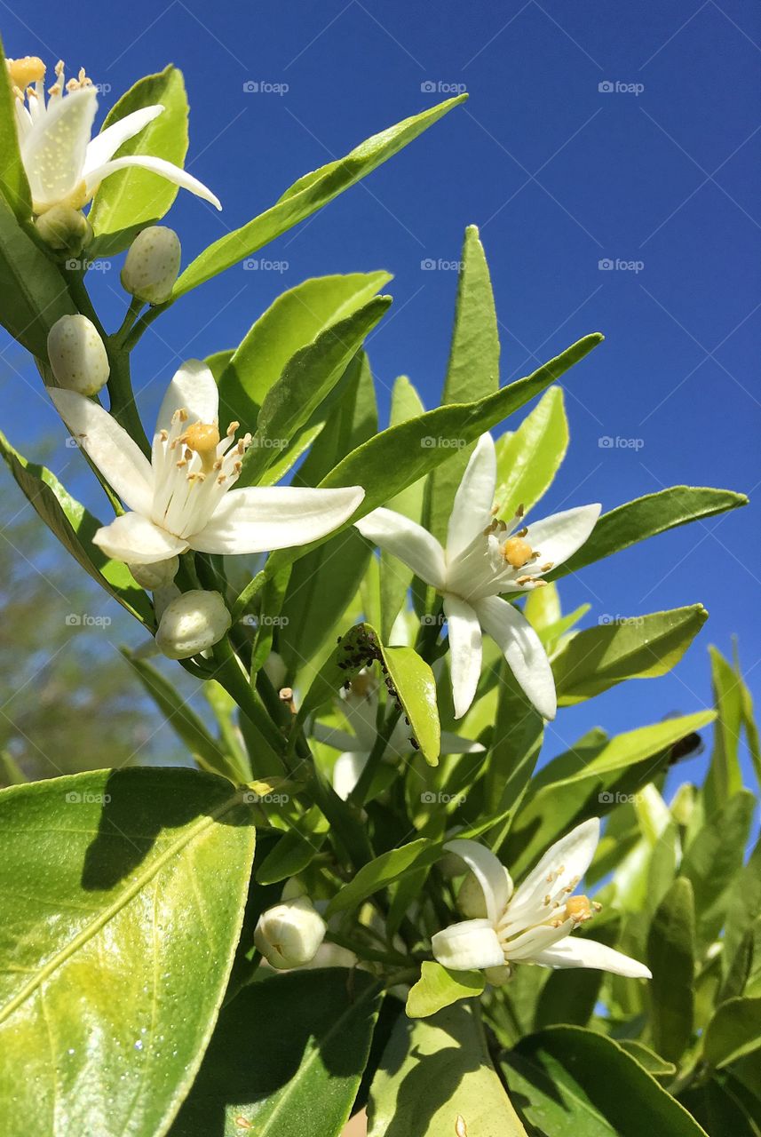 Orange blossoms