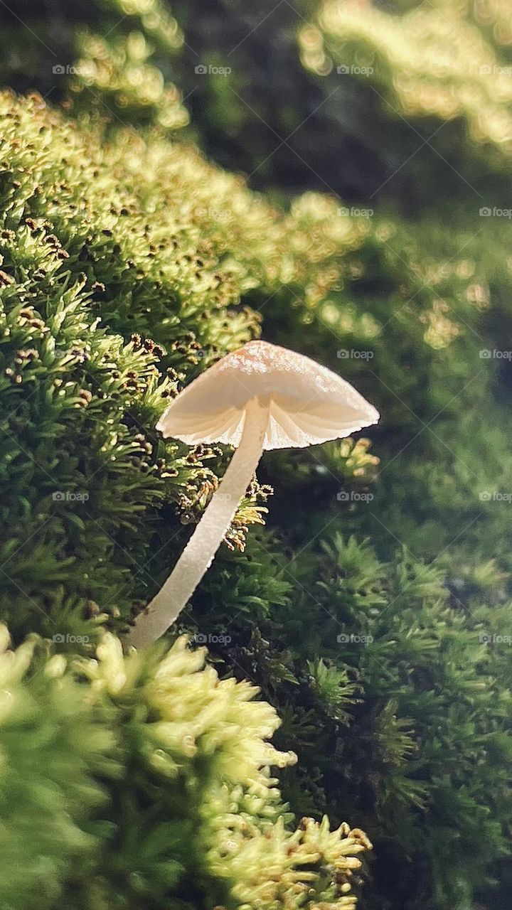 Fungus