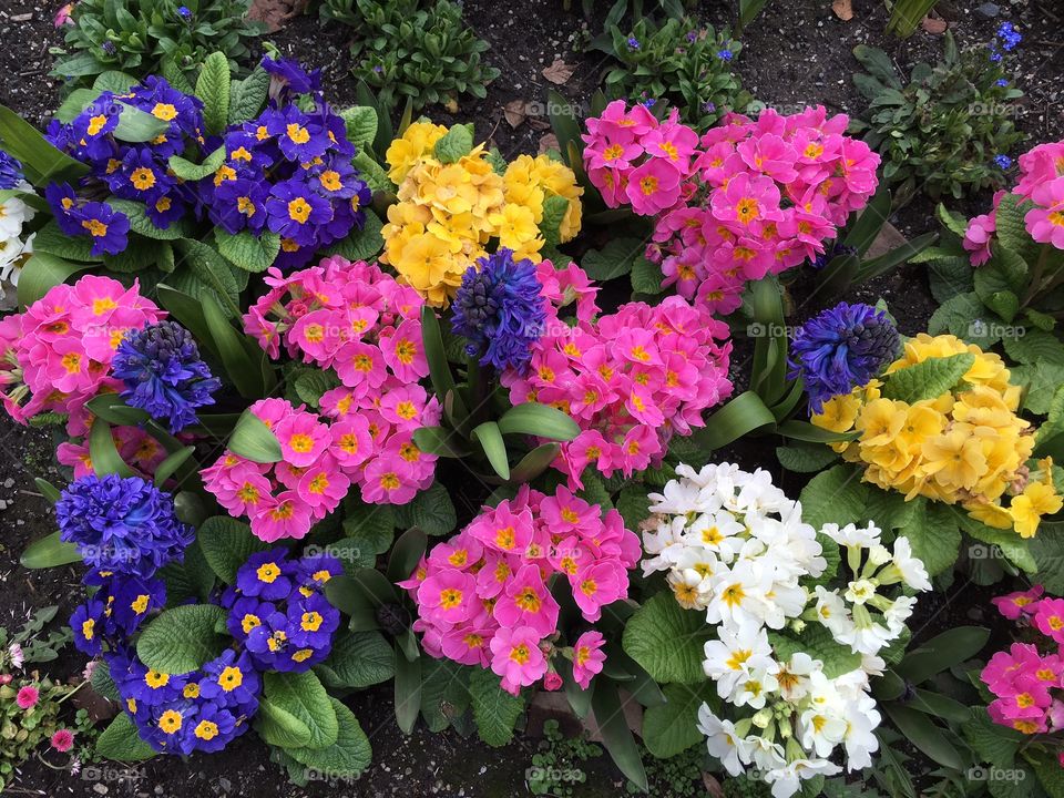 View of multi colored flowers