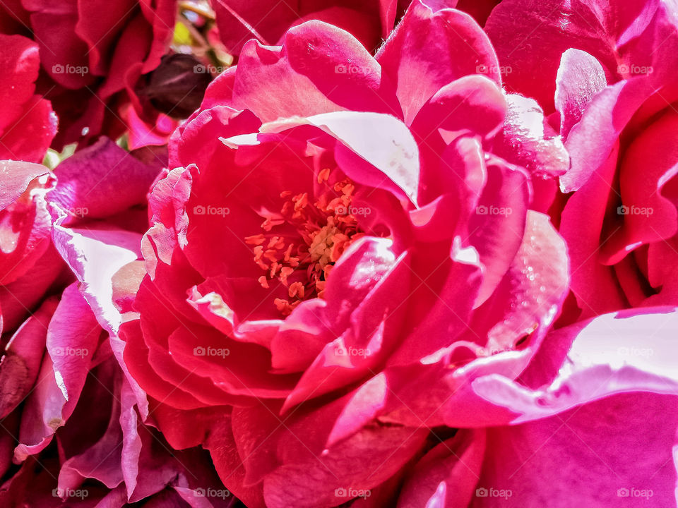 close up of pink rose from a urban garden