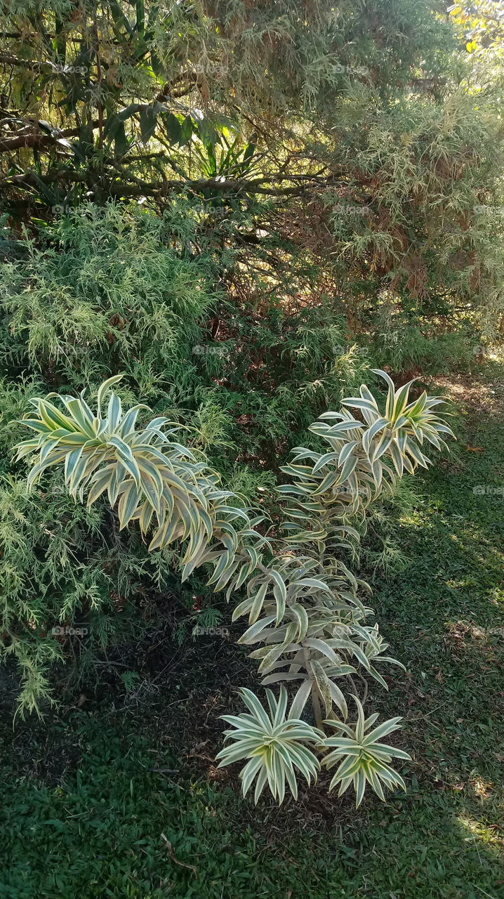 Nature, natural, environment, beauty, foliage, garden.