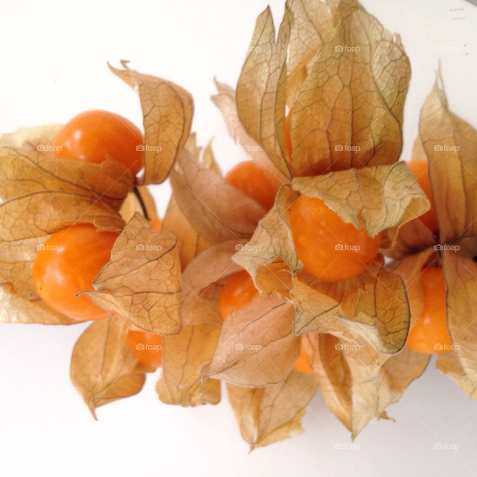 Physalis