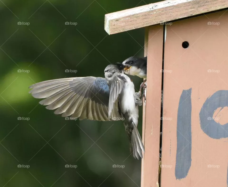 Swallow