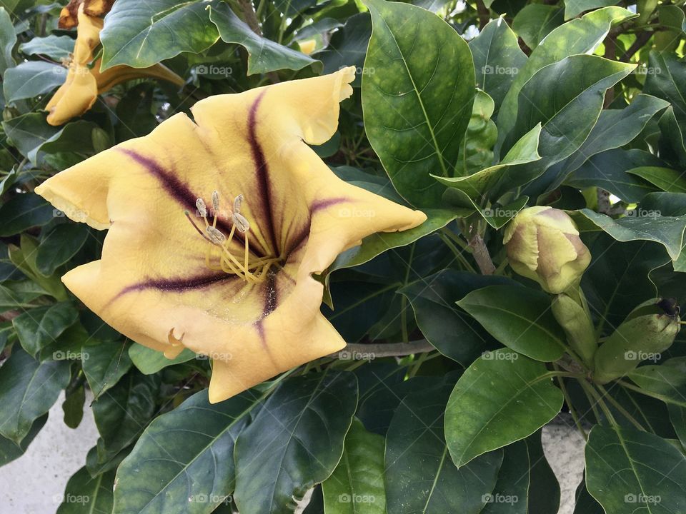 Tropical flower : Solandra maxima