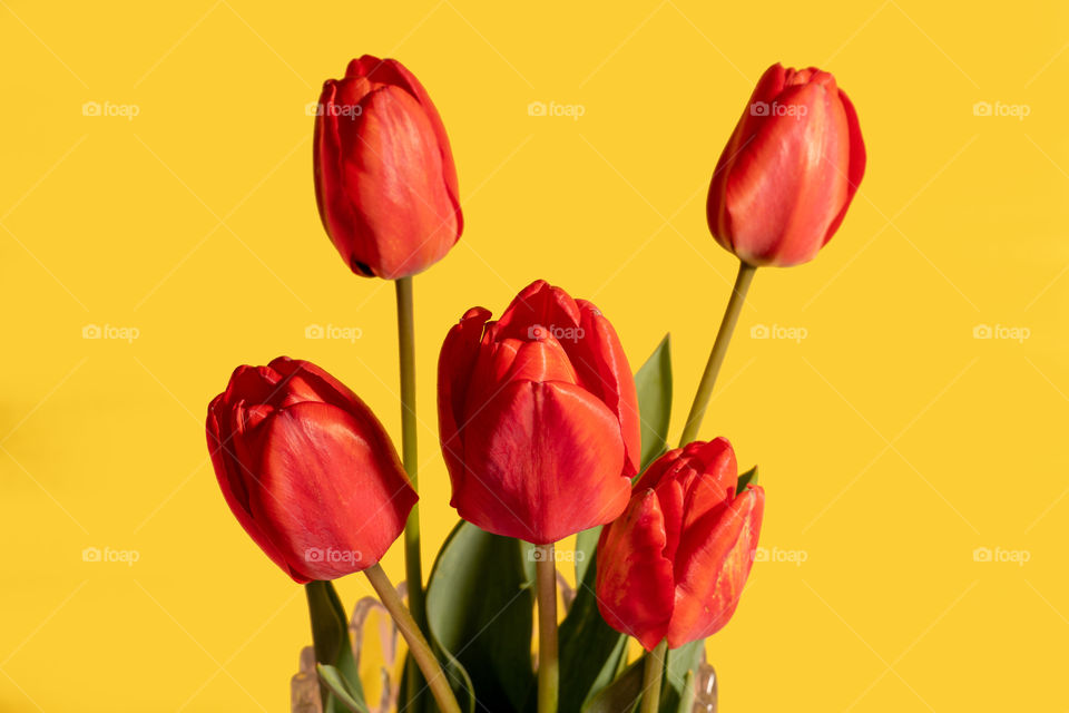 Red tulips in glass vase close up. Yellow background