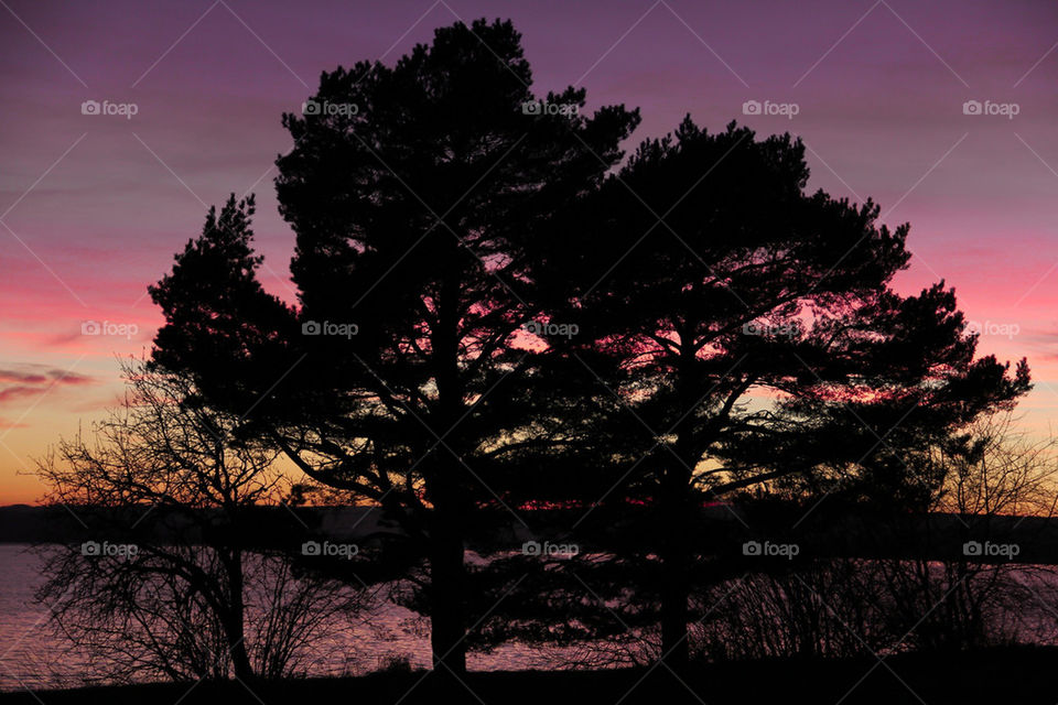 norway tree sunset trees by genlock