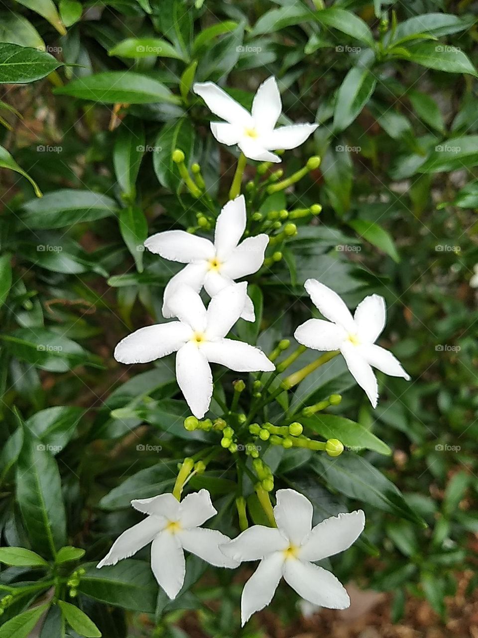 White flowers