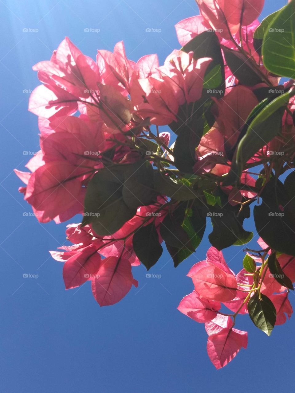 Bougainvilles and blue sky