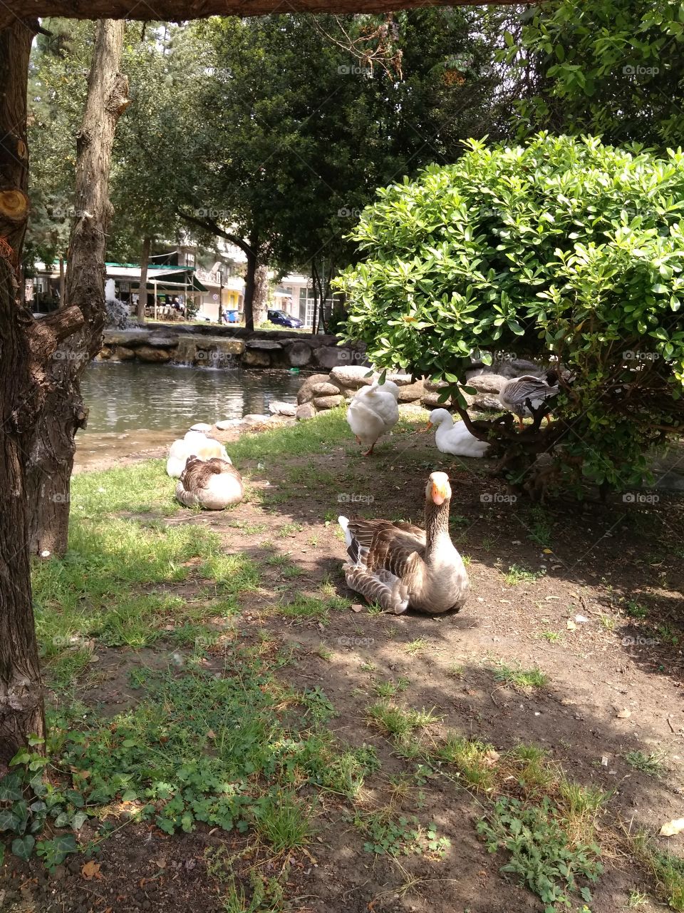 Duck Tales in the Park of Katerini