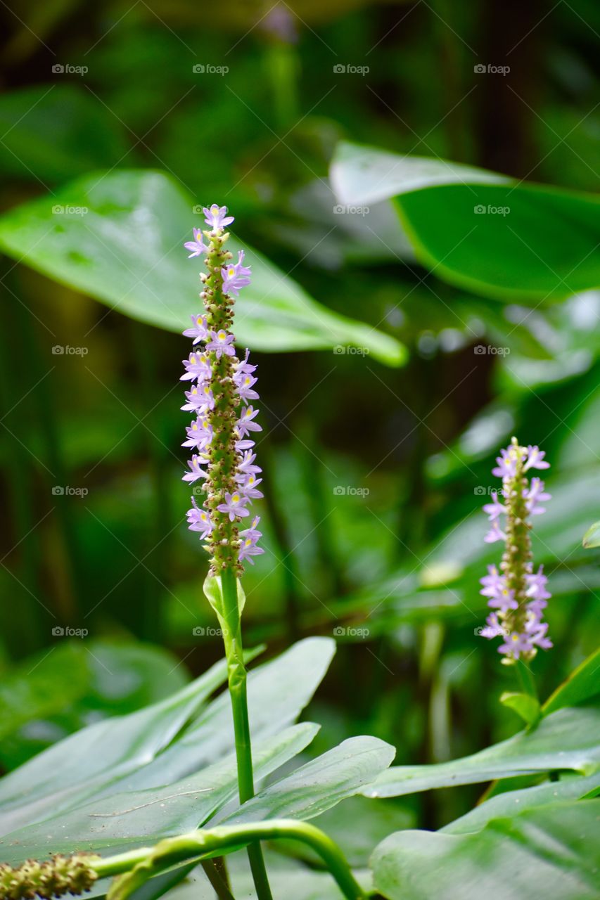 Tiny purple blooms in a sea of green leaves