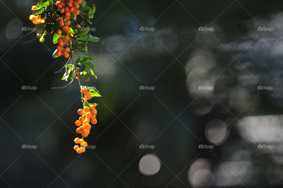 Close-up of riped berries