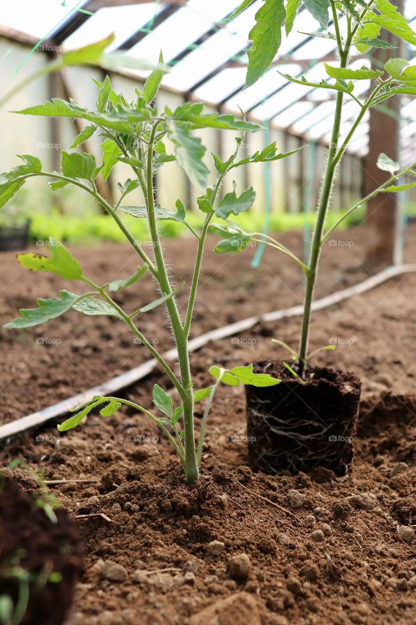 Plant Plants to Celebrate Earth Day