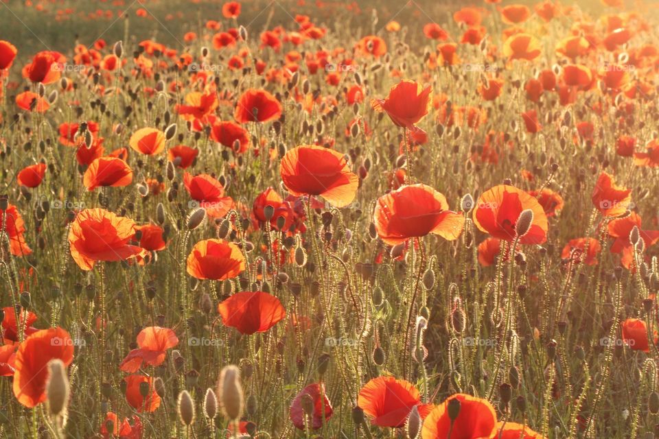 A field full of backlit red poppies at sunset.