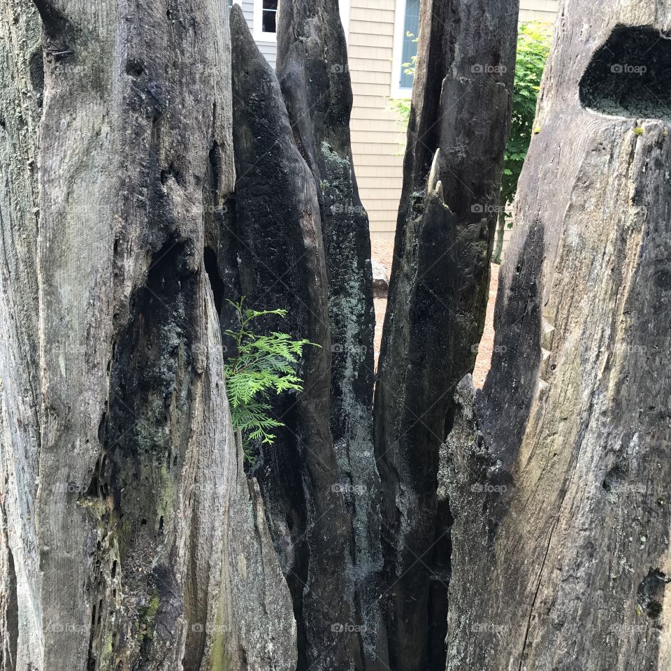 A tree trunk split in half by lightning