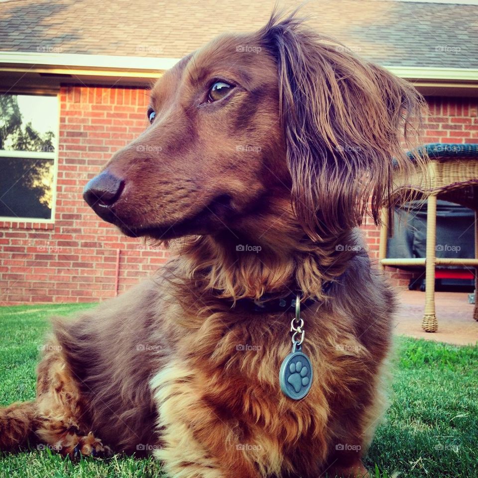 Long Haired Dachshund