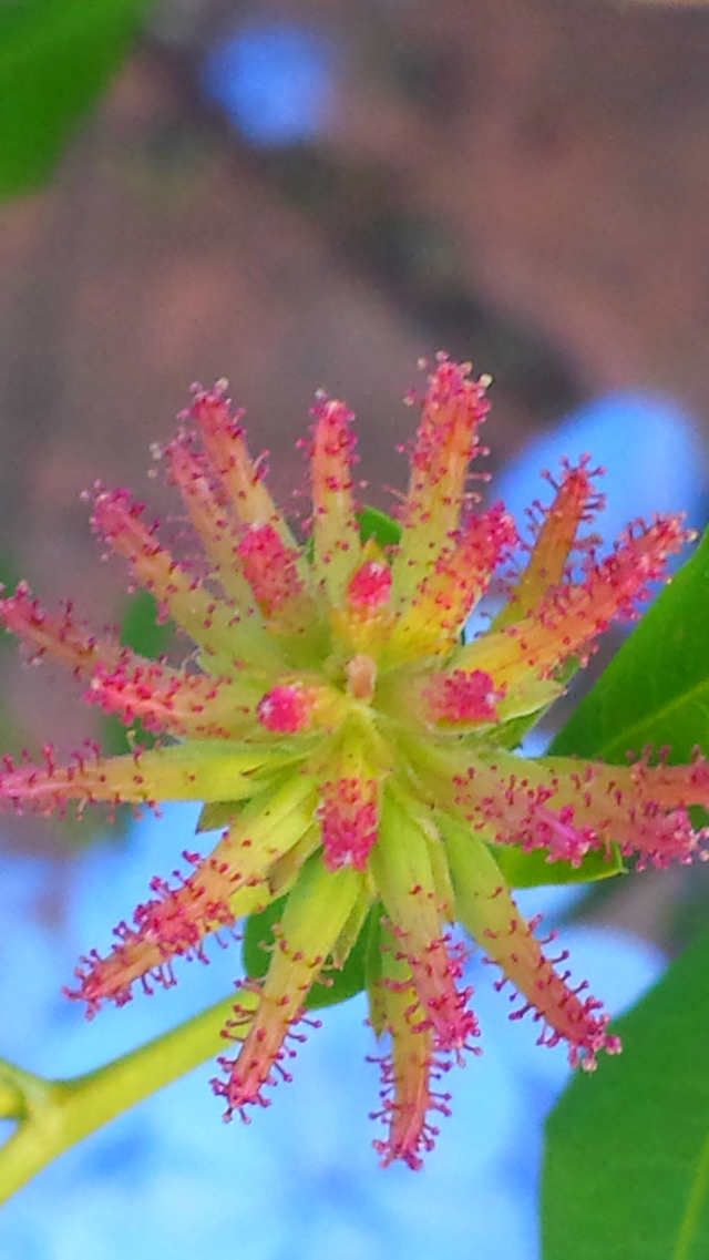 "Tiny Flower"