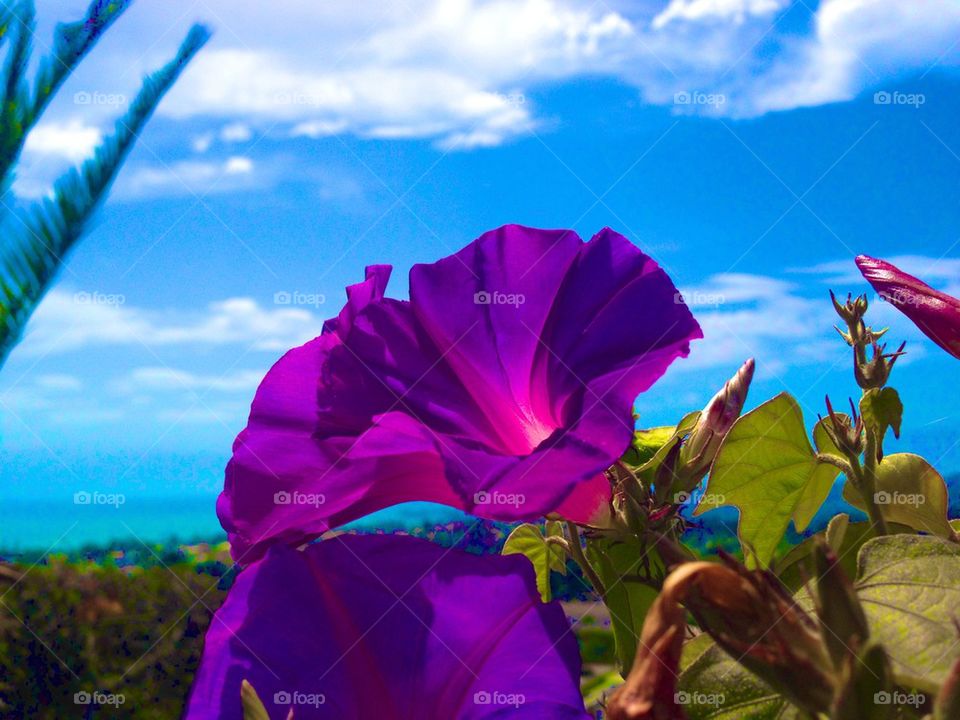 nature blue purple romance by itsAus