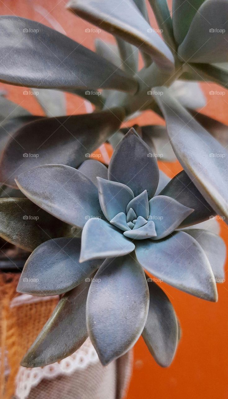 Desert plant in autumn,plant,Desert,botany,flower,garden,gardening,blossom,blooming,season,nature,landscape,green,colorful, spring,summer,autumn
