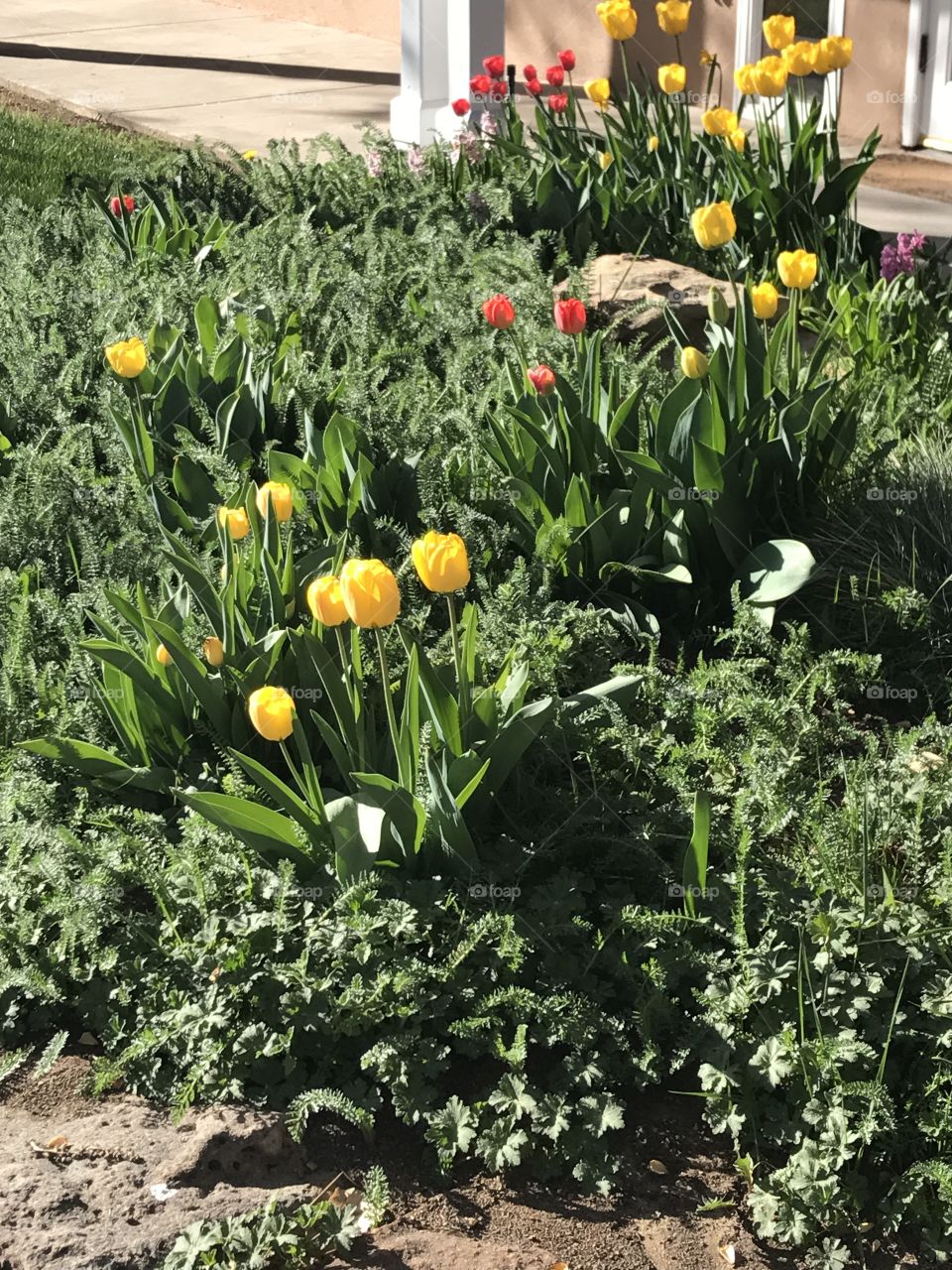 Spring Garden 