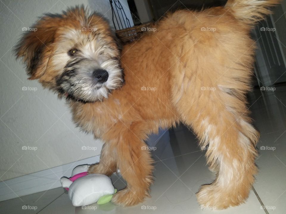 Shelby versus Hello Kitty stuffed animal toy 😻💕🐕🐶😹