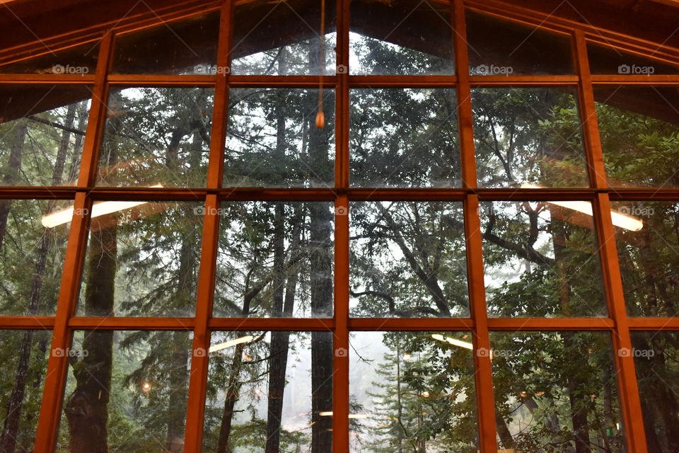 Reflection of forest on a wall of glass.