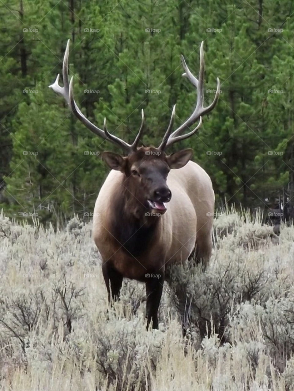 animal usa wildlife elk by Balloo