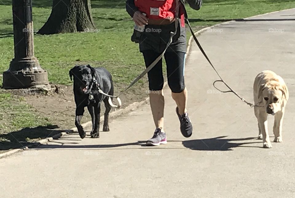 Spring Walk With Your Dog