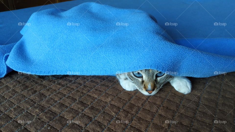 Hidden cat peeking out from under the blanket on the bed