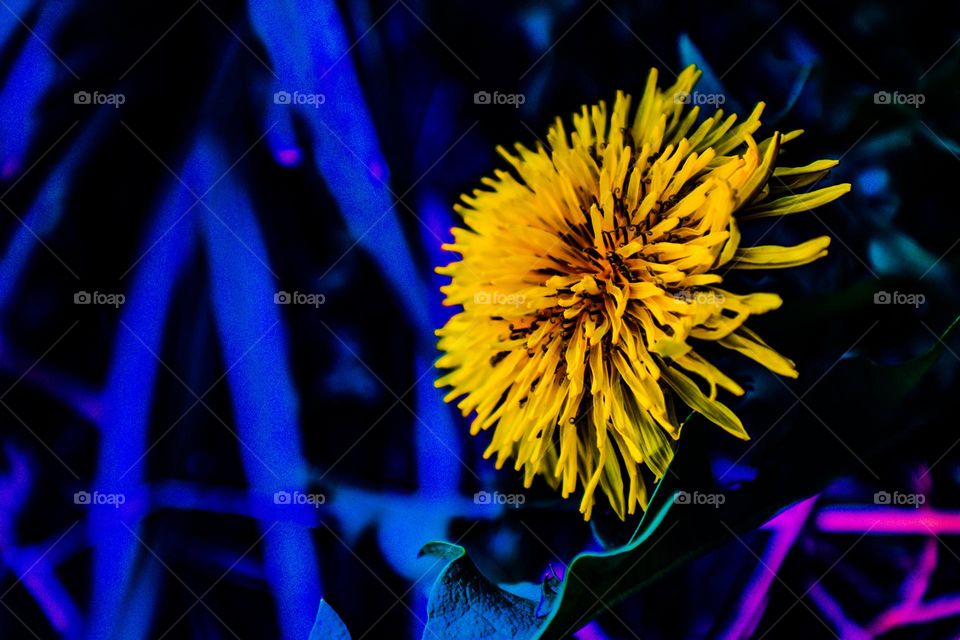 dandelion soaking up the sunlight with an abstract background