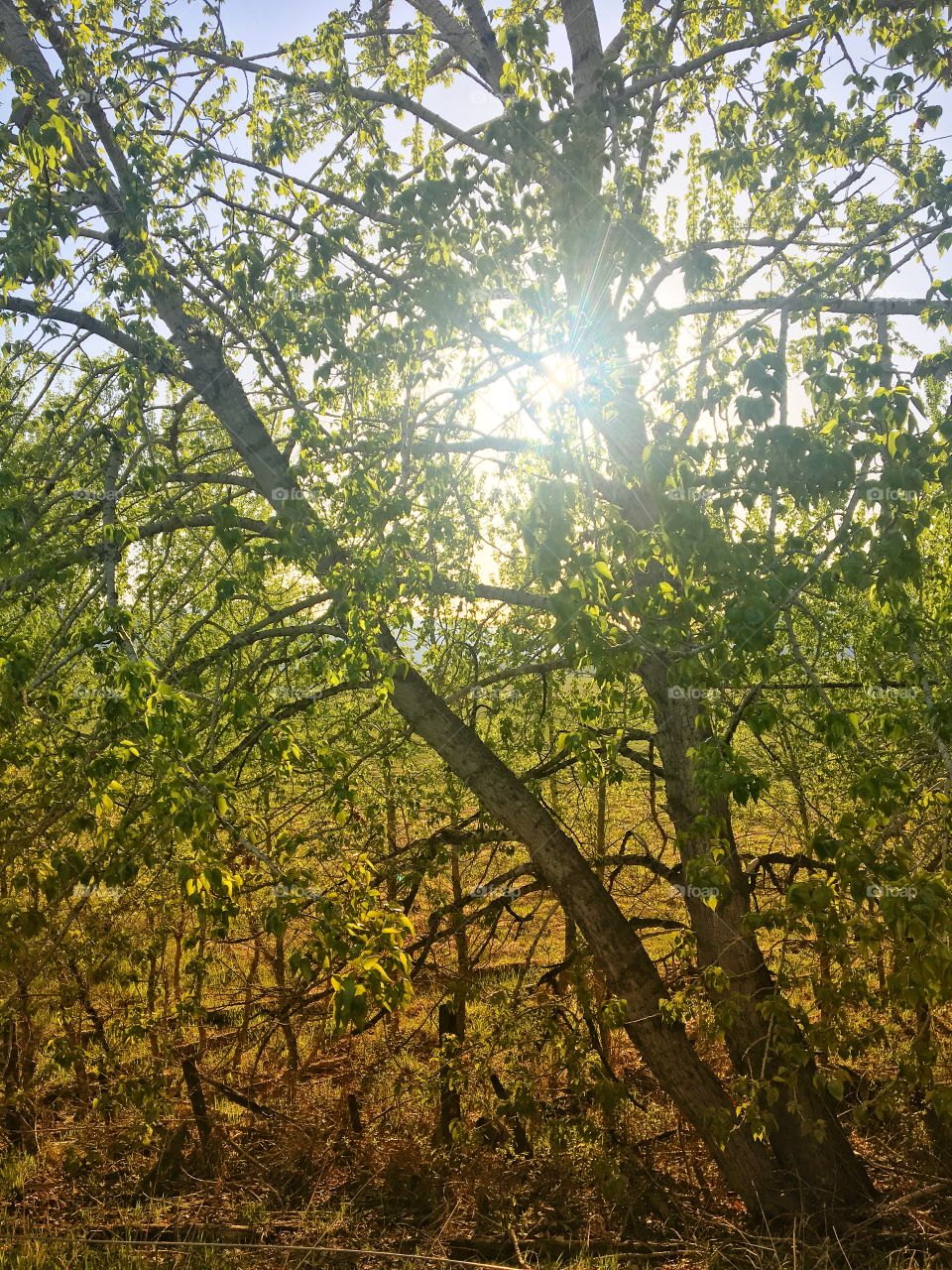 Beautiful green trees 