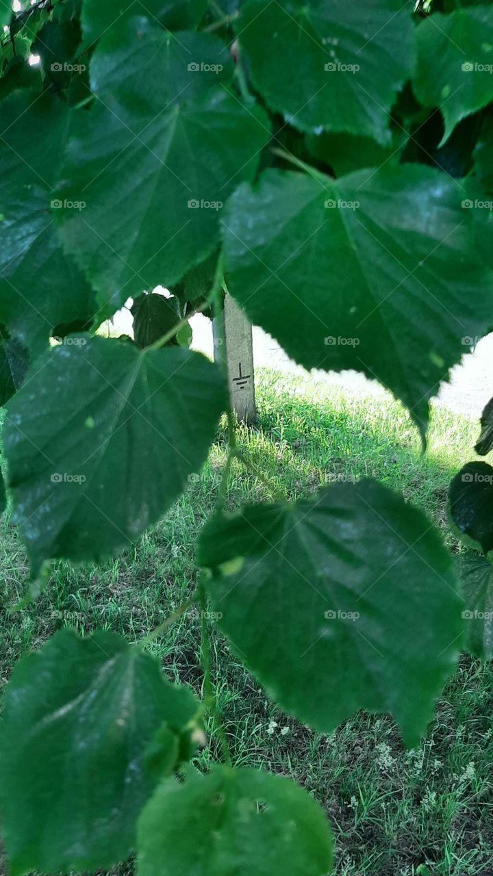 linden tree Green tree leaves Micro photography of green leaves