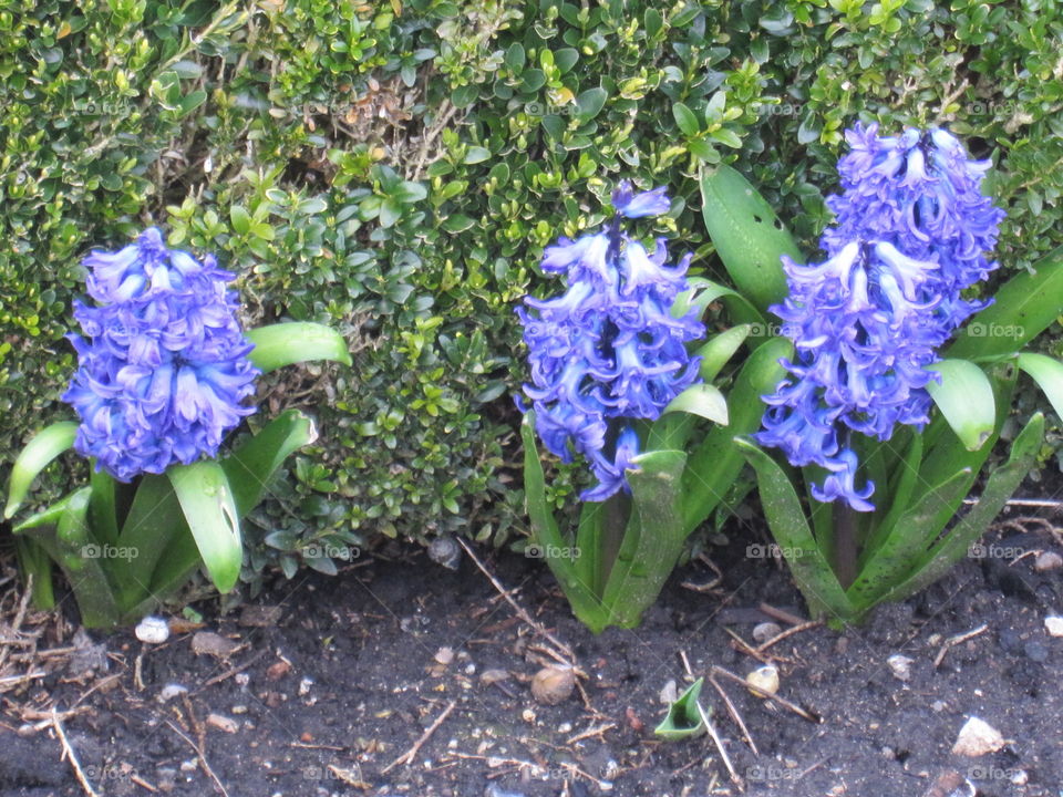 Flower, Garden, Flora, Nature, Leaf