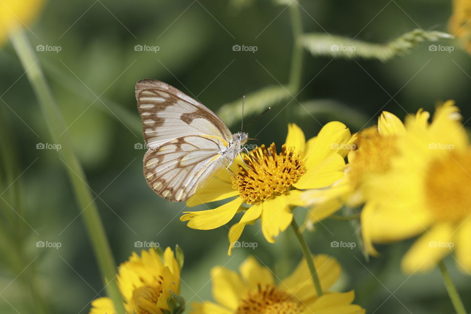 Butterfly on a yellow flower