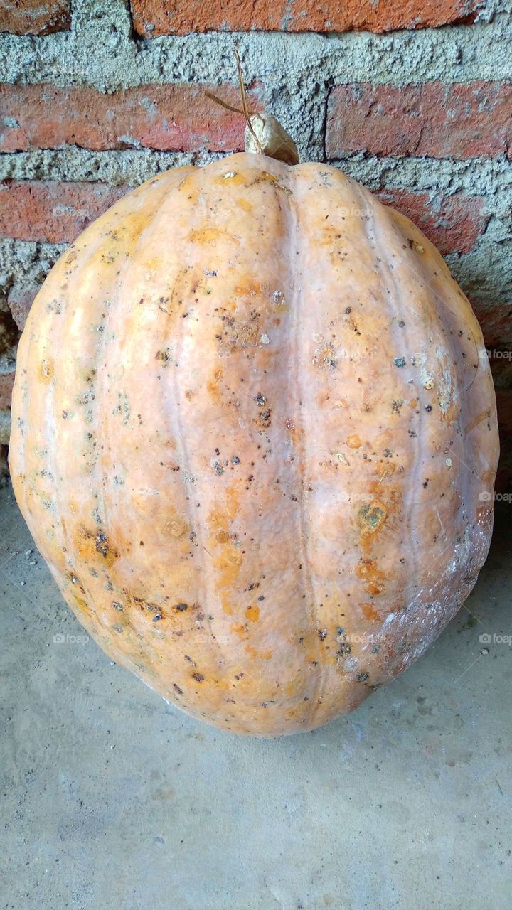 Cucurbita is a genus of herbaceous vines in the pumpkin family