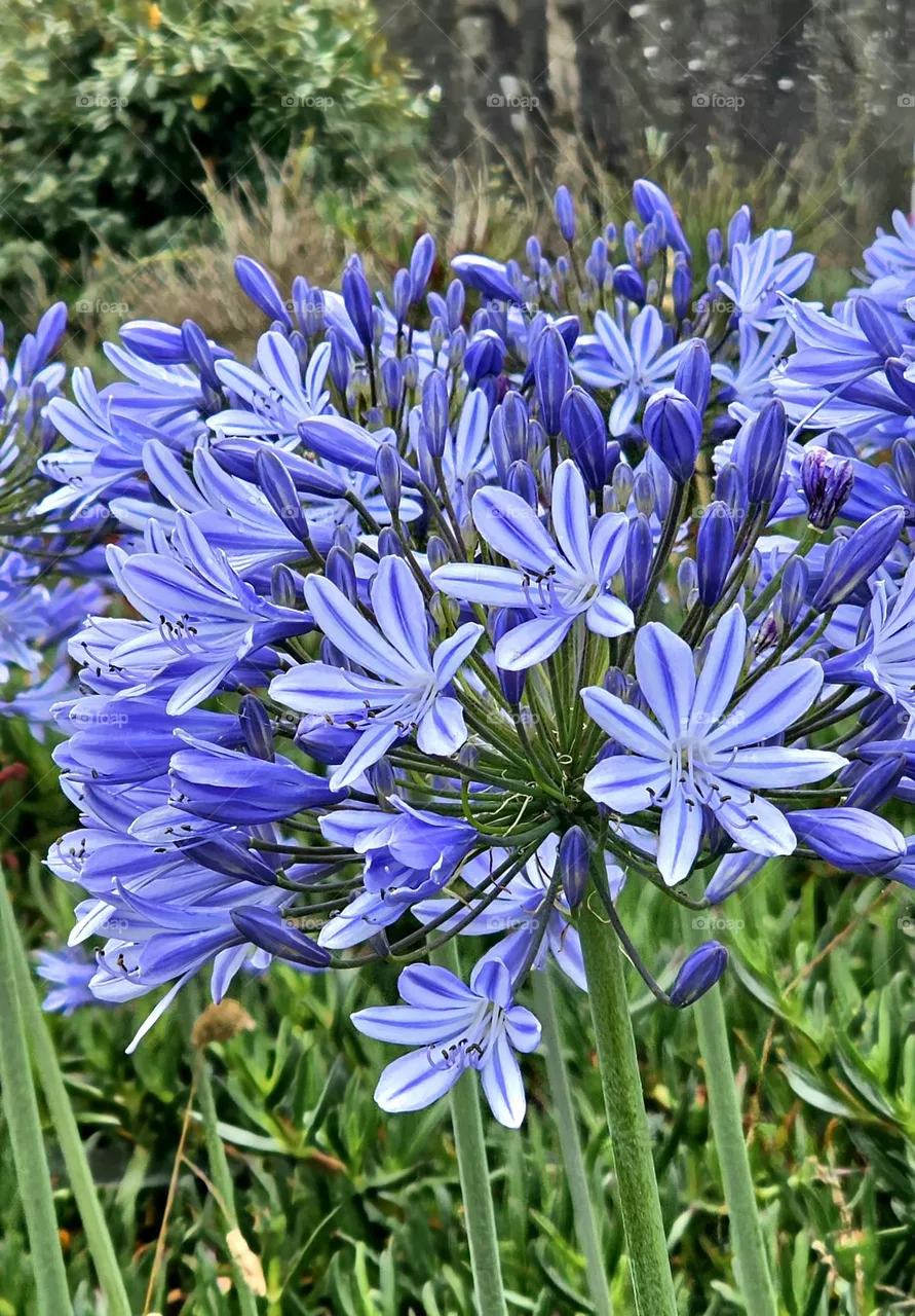 fleurs à chausey