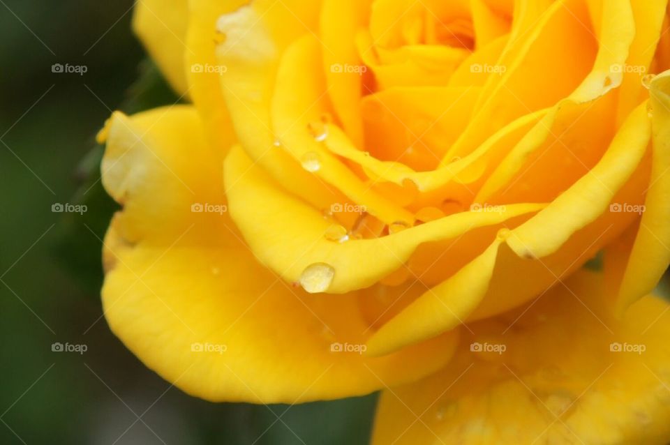 Raindrops on yellow rose