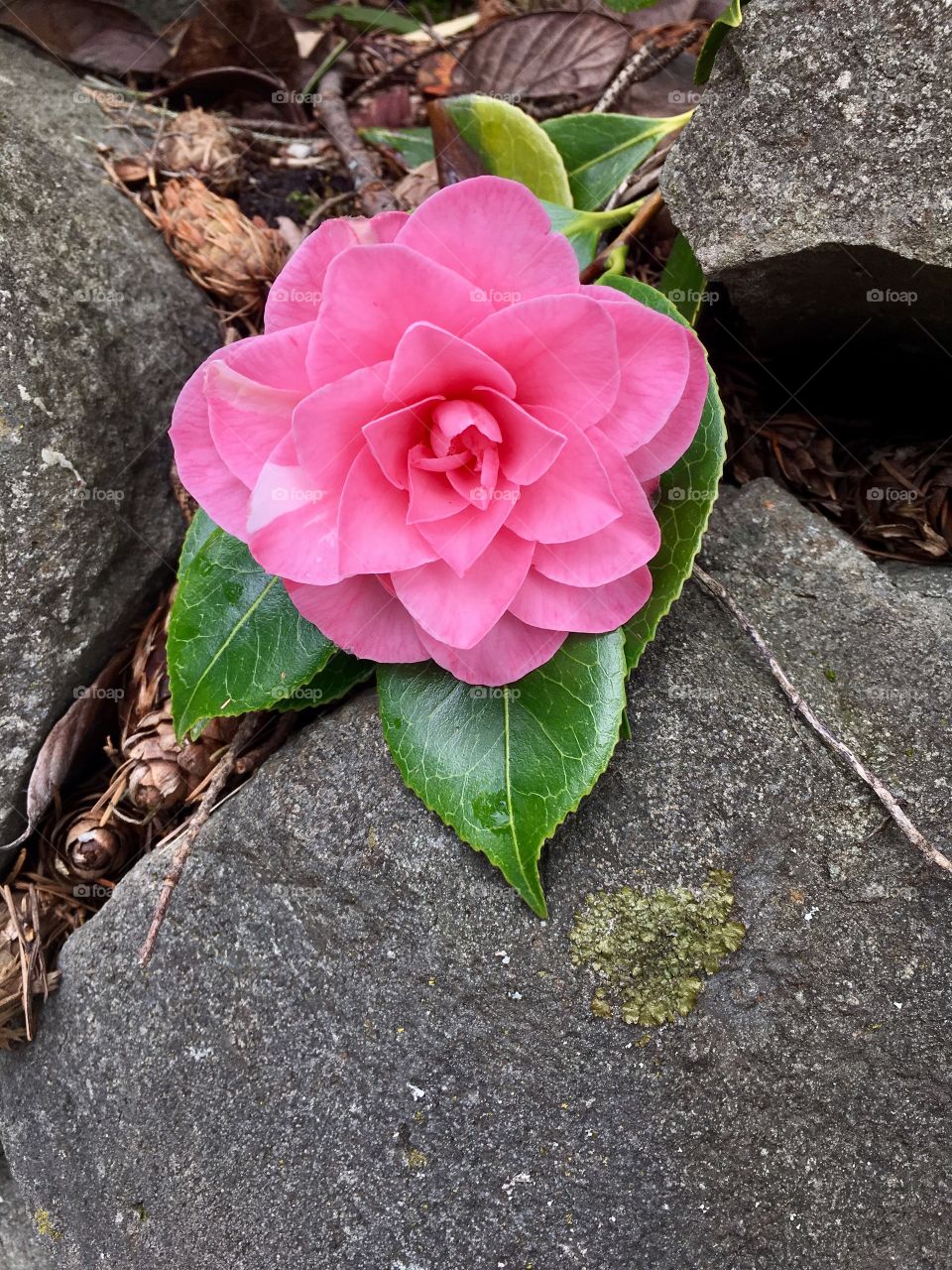 Camellia flower close up. 