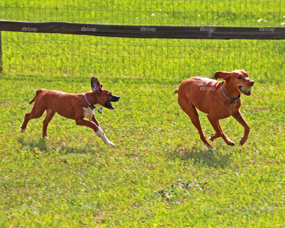 Boxer mix puppy and Viszla playing